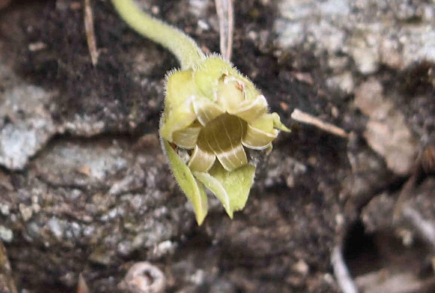 Sandwort, Mountain fruit